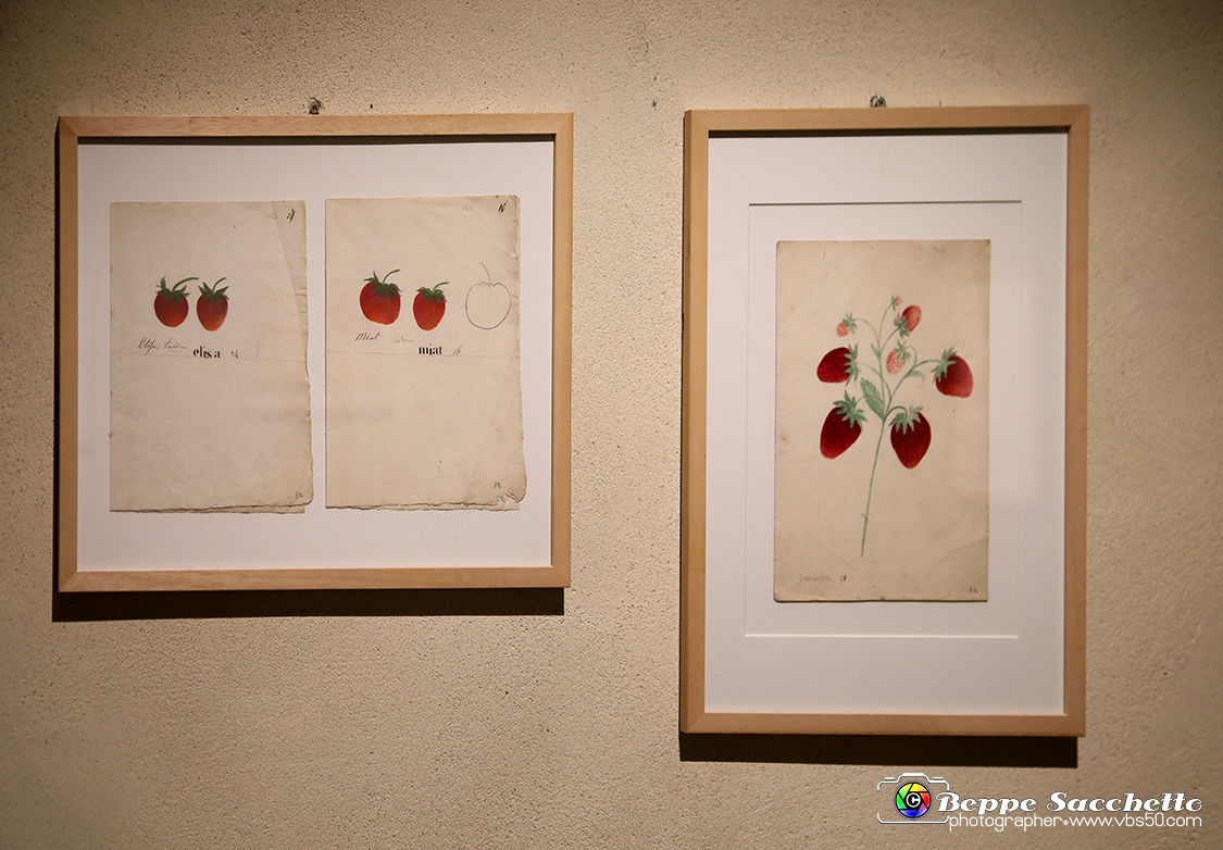 VBS_1392 - Castello di Miradolo - Mostra Oltre il giardino l'Abbecedario di paolo Pejrone.jpg